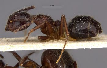 Media type: image;   Entomology 21201 Aspect: habitus lateral view